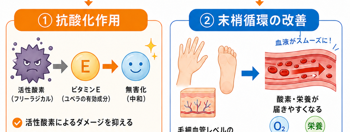 ユベラ錠の仕組み