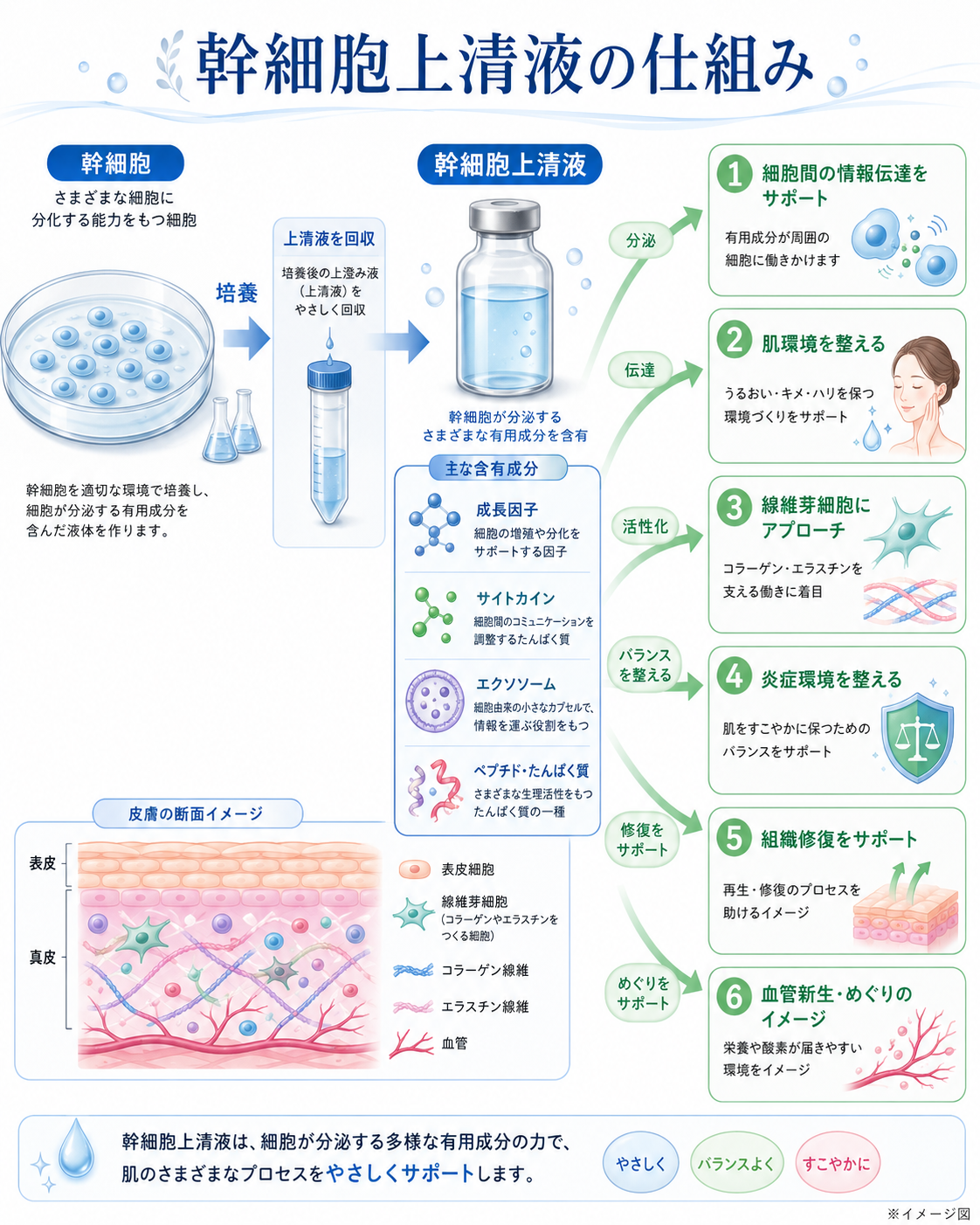 幹細胞上清液の仕組みの図解。幹細胞を培養して上澄み液を回収し、成長因子・サイトカイン・エクソソーム・ペプチドなどの分泌成分を含む上清液ができるまでと、細胞間の情報伝達・肌環境・線維芽細胞・炎症環境・組織修復・めぐりへのはたらきかけのイメージ