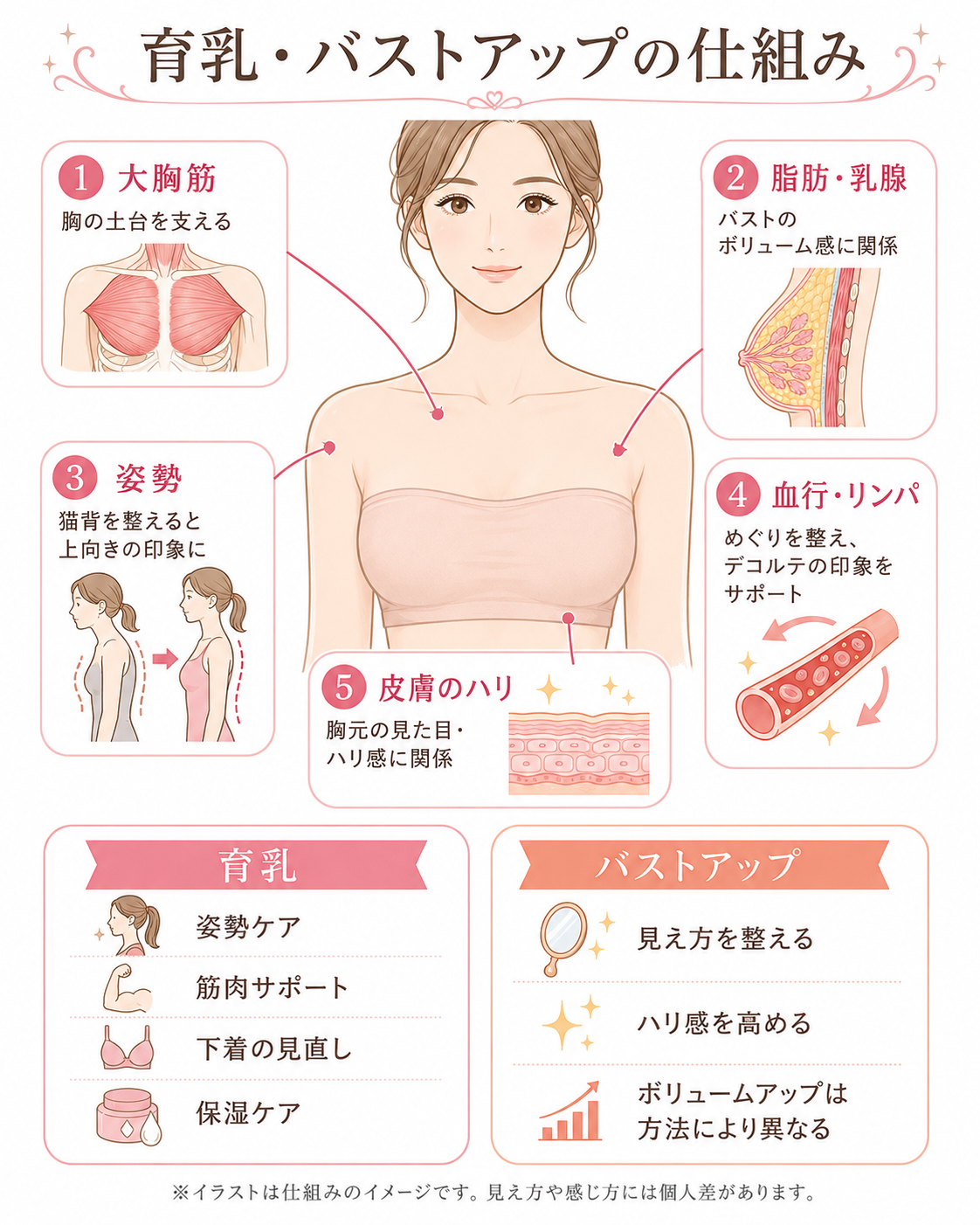 育乳・バストアップの仕組み｜横浜でバストケアを検討する方へ