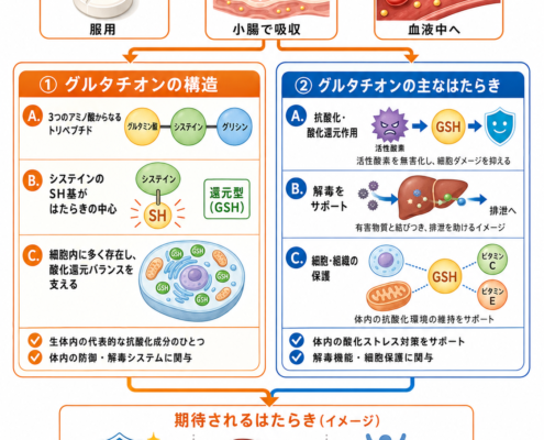 グルタチオン錠の仕組みと構造