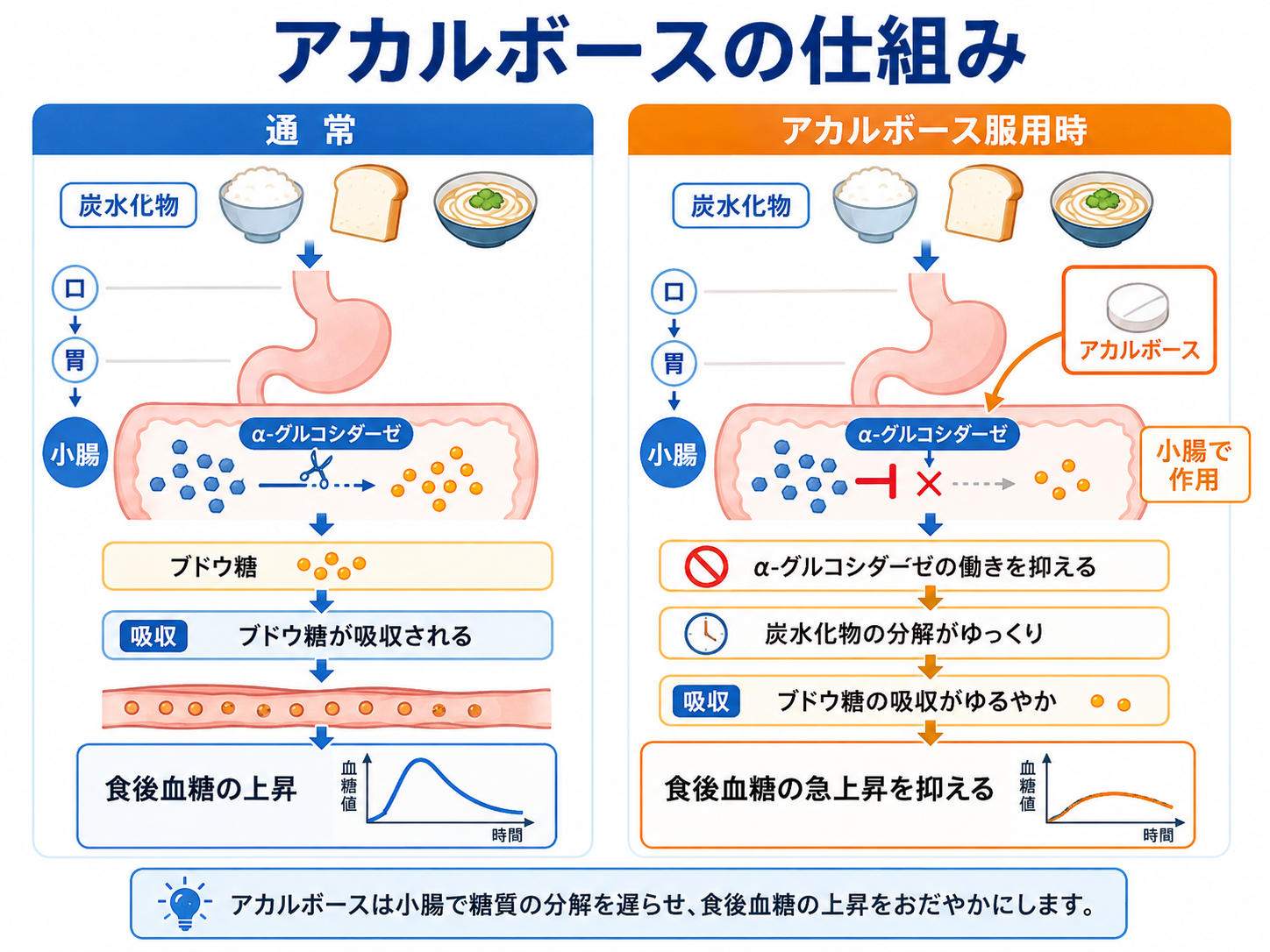 アカルボースの作用機序の図解。小腸のα-グルコシダーゼの働きを抑え、糖の分解と吸収をゆるやかにして食後血糖の急上昇を抑える仕組みを示した図
