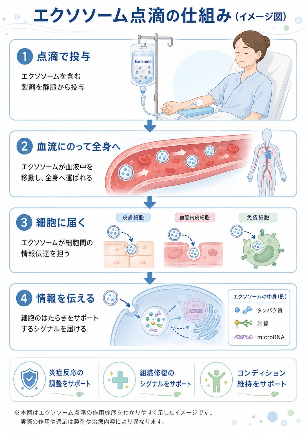 エクソソーム点滴の仕組みのイメージ図。①点滴で投与、②血流にのって全身へ、③細胞に届く、④情報を伝える、という流れを示したイラスト